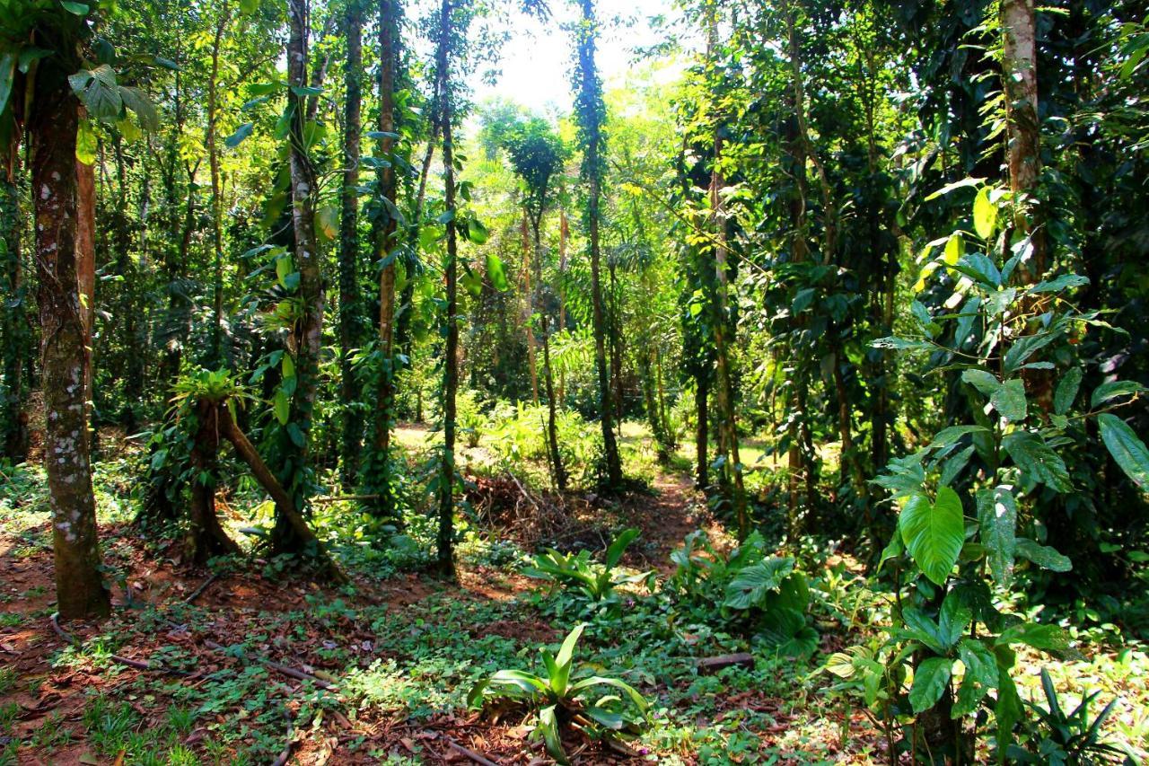 Sitio Das Bromelias Cachoeira Do Tombador Ubatuba Exterior photo